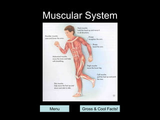 Muscular System




 Menu   Gross & Cool Facts!
 