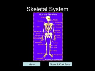Skeletal System




Menu    Gross & Cool Facts!
 