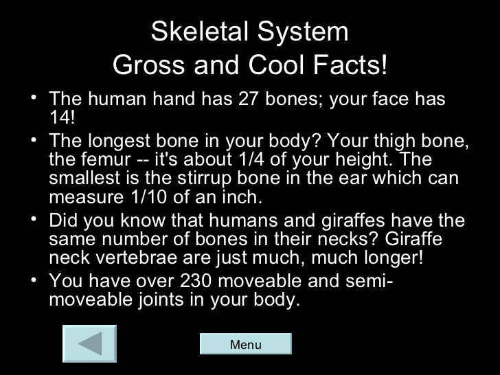 human body human body, Muscles