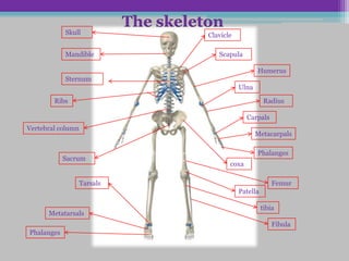 The skeleton
            Skull                   Clavicle

            Mandible                   Scapula

                                                      Humerus
            Sternum
                                               Ulna

        Ribs                                              Radius

                                                  Carpals
Vertebral column
                                                      Metacarpals

                                                      Phalanges
            Sacrum
                                           coxa

                Tarsals                                      Femur
                                               Patella

                                                         tibia
      Metatarsals
                                                             Fibula
Phalanges
 