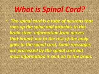 What is Spinal Cord?
• The spinal cord is a tube of neurons that
  runs up the spine and attaches to the
  brain stem. Information from nerves
  that branch out to the rest of the body
  goes to the spinal cord. Some messages
  are processed by the spinal cord but
  most information is sent on to the brain.
 