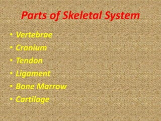 Parts of Skeletal System
•   Vertebrae
•   Cranium
•   Tendon
•   Ligament
•   Bone Marrow
•   Cartilage
 