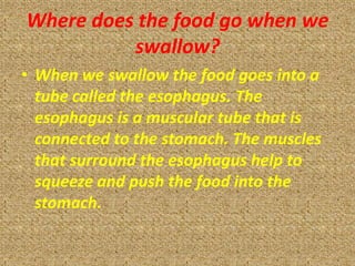Where does the food go when we
          swallow?
• When we swallow the food goes into a
  tube called the esophagus. The
  esophagus is a muscular tube that is
  connected to the stomach. The muscles
  that surround the esophagus help to
  squeeze and push the food into the
  stomach.
 