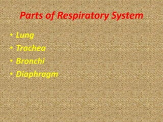 Parts of Respiratory System
•   Lung
•   Trachea
•   Bronchi
•   Diaphragm
 