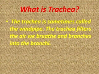 What is Trachea?
• The trachea is sometimes called
  the windpipe. The trachea filters
  the air we breathe and branches
  into the bronchi.
 