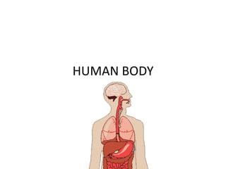 HUMAN BODY
 