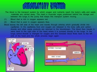The blood is the transport system by which oxygen and nutrients reach the body’s cells, and waste
materials are carried away. The heart, a muscular organ, positioned behind the ribcage and
between the lungs, is the pump that keeps this transport system moving.
(1) Blood that is rich in oxygen appears red.
(2) Blood that is poor in oxygen appears blue.
Blood leaves the left side of the heart and travels through arteries, which gradually divide into
capillaries. In the capillaries, food and oxygen are released to the body cells, and carbon
dioxide and other waste products are returned to the bloodstream. The blood then travels in
veins back to the right side of the heart, where it is pumped directly to the lungs. In the
lungs, carbon dioxide is changed for oxygen, and this renewed blood flows back to the left
side of the heart, and the whole process begin again.
 