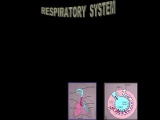 The Respiratory System is the system of the body that deals with breathing. When we
breathe, the body takes in the oxygen that it needs and removes the carbon dioxide that
it doesn’t need.
First the body breathes in the air which is sucked through the nose or mouth and down
through the Trachea (windpipe). The trachea is a pipe shaped by rings cartilage. It
divides into two tubes called bronchi. These carry air into each lung. Inside the lung, the
tubes divide into smaller and smaller tubes called bronchiolies. At the end of each of
these tubes are small air balloons called alveoli. Capillaries which are small blood
vessels with thin walls, are wrapped around the alveolies. The walls are so thin and
close to each other that the air easily seeps through. In this way, oxygen seeps through
into the bloodstream, and carbon dioxide, in the bloodstream, seeps through into the
alveoli, and is then removed from the body when we breathe out. The diaphragm is the
muscle that controls the breathing process. As the diaphragm flattens, it causes the chest
to expand and air is sucked into the lungs. When the diaphragm relaxes, the chest
collapses and the air in the lungs is forced out.
 