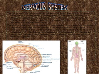 The Human brain is a very complex, yet relatively small organ. Brain function is involved in
all of our daily activities, including breathing, planning a trip, talking, maintaining
temperature, doing homework, and walking about… The brain is also the center for
memory, emotions, intellect and behaviour. It is connected to the rest of the body through
the spinal cord and the cranial nerves.
The Nervous System is a complex network of interconnected neurons, which are information-
processing cells. There are two divisions to the nervous system (CNS) consists of the
brain and the spinal cord, and the peripheral nervous system (PNS) consists of nerves
outside the CNS. The CNS can be considered a central processing unit. Neurons carry
signals from the CNS through peripheral nerves to effectors (muscles and glands) to
carry out responses.
 