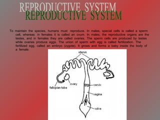 To maintain the species, humans must reproduce. In males, special cells is called a sperm
cell, whereas in females it is called an ovum. In males, the reproductive organs are the
testes, and in females they are called ovaries. The sperm cells are produced by testes
while ovaries produce eggs. The union of sperm with egg is called fertilization. The
fertilized egg, called an embryo (zygote). It grows and forms a baby inside the body of
a female.
 