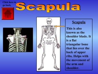Scapula
This is also
known as the
shoulder blade. It
is a flat
triangular bone
that lies over the
back of upper
ribs. Helps with
the movement of
the arm and
shoulder.
Click here to
go back.
 