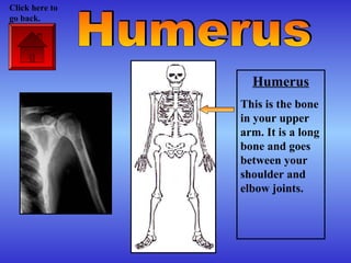 Humerus
This is the bone
in your upper
arm. It is a long
bone and goes
between your
shoulder and
elbow joints.
Click here to
go back.
 
