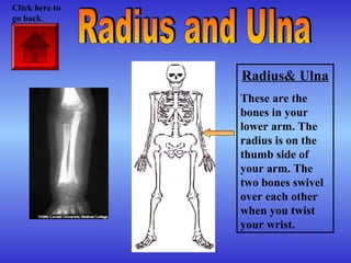 Radius& Ulna
These are the
bones in your
lower arm. The
radius is on the
thumb side of
your arm. The
two bones swivel
over each other
when you twist
your wrist.
Click here to
go back.
 