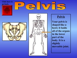 Pelvis
Your pelvis is
shaped like a
bowl. It holds
all of the organs
in the lower
part of the
body. It is a
slightly
moveable joint.
Click here to
go back.
 