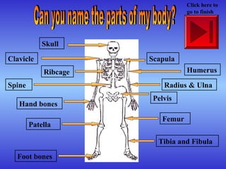 Skull
Clavicle
Ribcage
Spine
Hand bones
Foot bones
Tibia and Fibula
Femur
Radius & Ulna
Pelvis
Humerus
Scapula
Patella
Click here to
go to finish
 