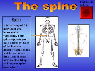 Spine
It is made up of 24
individual small
bones (called
vertebrae). Your
spine supports your
head and body. Each
of the bones are
linked by small joints
which can move a
little. Lots of small
movements add up
and let your spine
bend a lot.
Click here to
go back.
 