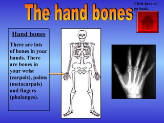 Hand bones
There are lots
of bones in your
hands. There
are bones in
your wrist
(carpals), palms
(metacarpals)
and fingers
(phalanges).
Click here to
go back.
 