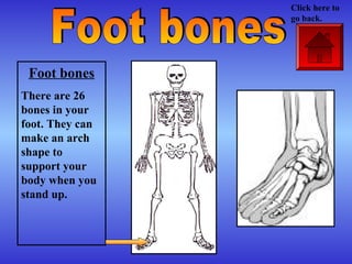 Foot bones
There are 26
bones in your
foot. They can
make an arch
shape to
support your
body when you
stand up.
Click here to
go back.
 
