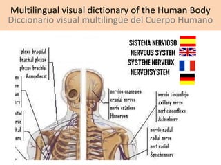 Multilingual visual dictionary of the Human Body
Diccionario visual multilingüe del Cuerpo Humano

 