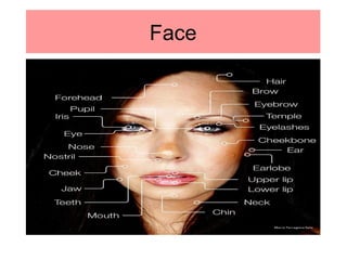 Human body | PPT