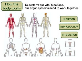 To perform our vital functions,
our organ systems need to work together.