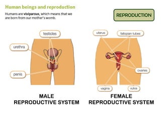 MALE
REPRODUCTIVE SYSTEM
FEMALE
REPRODUCTIVE SYSTEM