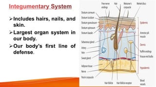 Includes hairs, nails, and
skin.
Largest organ system in
our body.
Our body's first line of
defense.
 