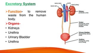 Function- to remove
waste from the human
body.
Organs-
• Kidneys
• Urethra
• Urinary Bladder
• Urethra
 
