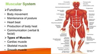 Functions-
• Body movement
• Maintenance of posture
• Heart beat
• Production of body heat
• Communication (verbal &
facial)
 Types of Muscles
• Cardiac muscle
• Skeletal muscle
• Smooth muscle
 
