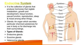  It is the collection of glands that
produce hormones that reglate
metabolism, growth and
development, tissue function,
sexual function, reproduction, sleep
& mood among other things.
 Glands: An organ which secretes
particular chemical substances for
use in body or for discharge into
theh surroundings.
 Types of Glands:
 Endocrine glands
 Exocrine glands
 Heterocrine glands
 