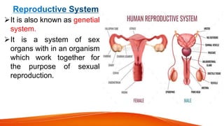 It is also known as genetial
system.
It is a system of sex
organs with in an organism
which work together for
the purpose of sexual
reproduction.
 