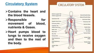 Circulatory System
Contains the heart and
the blood Vessels.
Responsible for
movement of blood,
nutrients & Gases.
Heart pumps blood to
lungs to receive oxygen
and then to the rest of
the body.
 