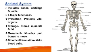  Includes bones, cartilage
& teeth.
 4 Major functions:-
Protection- Protects vital
organs.
Storage- Stores minerals
& fat.
Movement- Muscles pull
bones to move.
Blood cell formation- Make
blood cells.
 