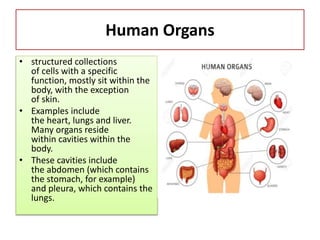 Human Body Structure And Function