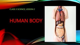 HUMAN BODY
CLASS 3 SCIENCE, LESSON 2
 