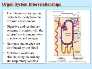 Human physiology and organ system funtions | PPT