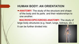 HUMAN BODY: AN ORIENTATION
ANATOMY: The study of the structure and shape
of the body and its parts and their relationships to
one another.
MACROSCOPIC/GROSS ANATOMY: The study of
large body structures (e.g. heart, lungs, kidneys, etc.)
It can be further divided into:
 
