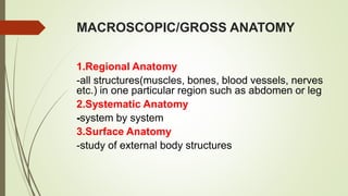 MACROSCOPIC/GROSS ANATOMY
1.Regional Anatomy
-all structures(muscles, bones, blood vessels, nerves
etc.) in one particular region such as abdomen or leg
2.Systematic Anatomy
-system by system
3.Surface Anatomy
-study of external body structures
 