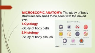 MICROSCOPIC ANATOMY: The study of body
structures too small to be seen with the naked
eye.
1.Cytology
-Study of body cells
2.Histology
-Study of body tissues
 