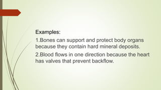 Examples:
1.Bones can support and protect body organs
because they contain hard mineral deposits.
2.Blood flows in one direction because the heart
has valves that prevent backflow.
 