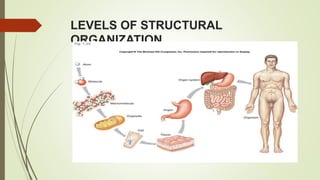 LEVELS OF STRUCTURAL
ORGANIZATION
 