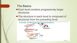 The Basics
Each level contains progressively larger
structures
The structure in each level is composed of
structures from the preceding level.
 