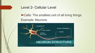 Level 2- Cellular Level
Cells: The smallest unit of all living things.
Example: Neurons
 
