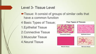 Level 3- Tissue Level
Tissue: It consist of groups of similar cells that
have a common function
4 Basic Types of Tissue;
1.Epithelial Tissue
2.Connective Tissue
3.Muscular Tissue
4.Neural Tissue
 