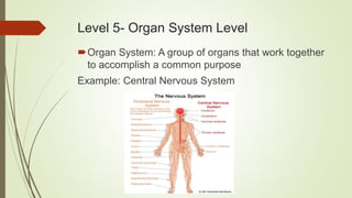 Level 5- Organ System Level
Organ System: A group of organs that work together
to accomplish a common purpose
Example: Central Nervous System
 