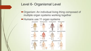 Level 6- Organismal Level
Organism: An individual living thing composed of
multiple organ systems working together
Humans use 11 organ systems
 