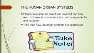 THE HUMAN ORGAN SYSTEMS
Please take note the structures involved and how
each of these structures function both independently
and together.
Take note how the organ systems are interrelated
 