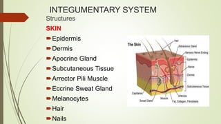 INTEGUMENTARY SYSTEM
Structures
SKIN
Epidermis
Dermis
Apocrine Gland
Subcutaneous Tissue
Arrector Pili Muscle
Eccrine Sweat Gland
Melanocytes
Hair
Nails
 