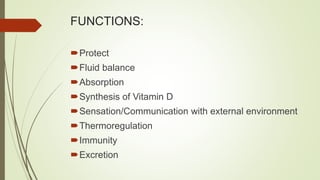 FUNCTIONS:
Protect
Fluid balance
Absorption
Synthesis of Vitamin D
Sensation/Communication with external environment
Thermoregulation
Immunity
Excretion
 