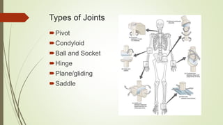 Types of Joints
Pivot
Condyloid
Ball and Socket
Hinge
Plane/gliding
Saddle
 
